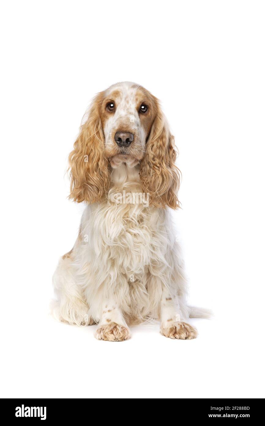 Orange Roan englischer Cocker Spaniel Stockfoto