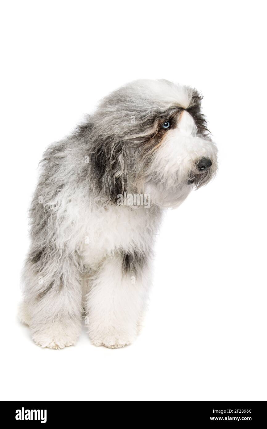 Sheepadoodle Hund isoliert auf weiß Stockfoto