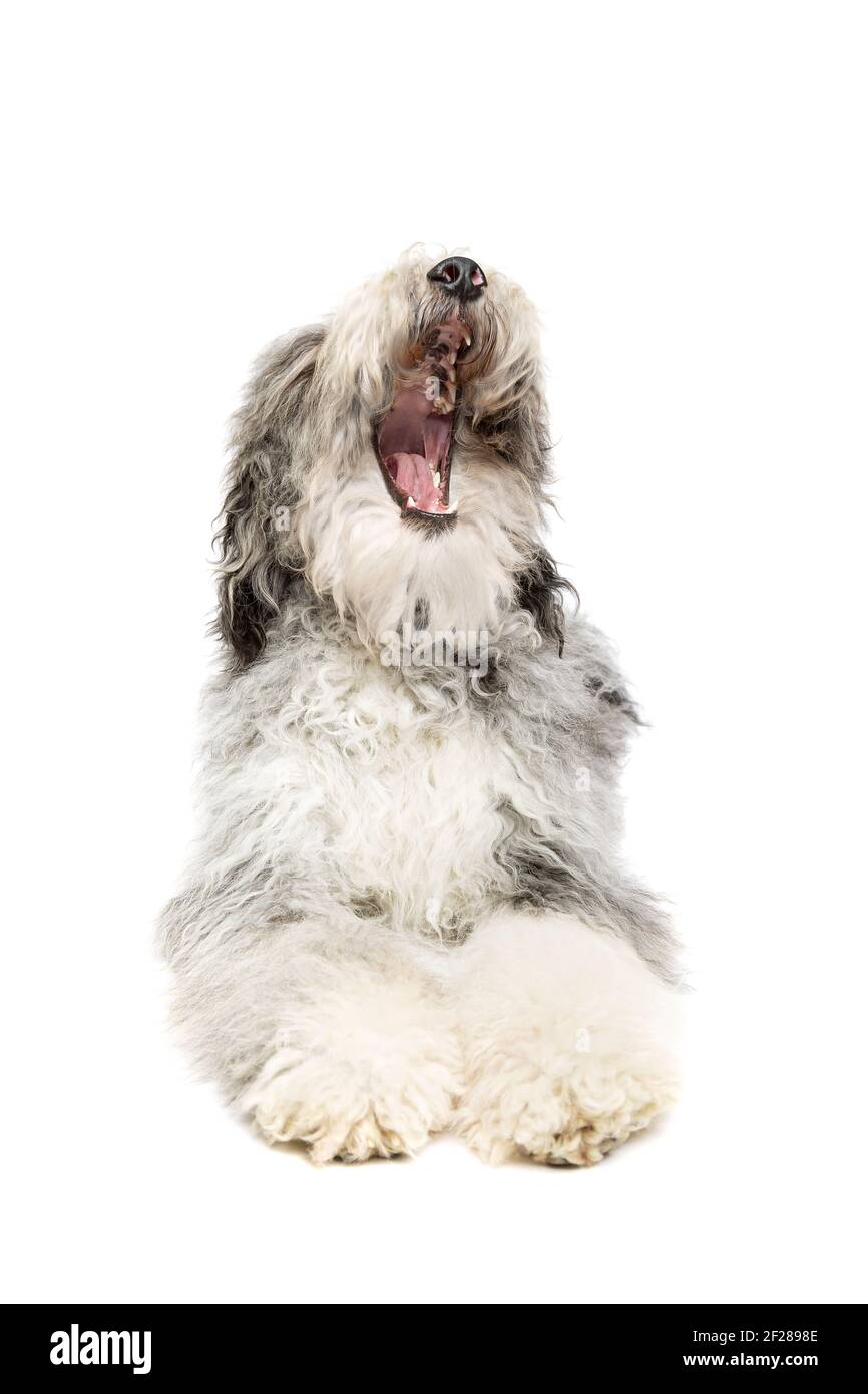 Sheepadoodle Hund isoliert auf weiß Stockfoto