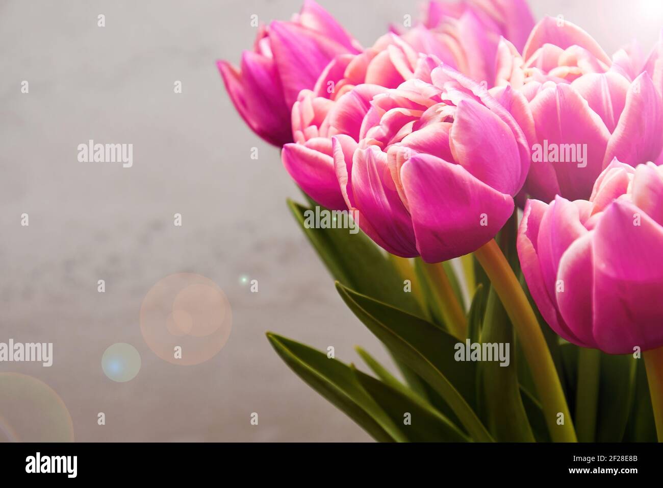 Bouquet von üppigen rosa Tulpen im Flare eines Sonnenbeam. Bunte Blumen und Kräuter. Frauen und Mütter Tag Hintergründe Stockfoto