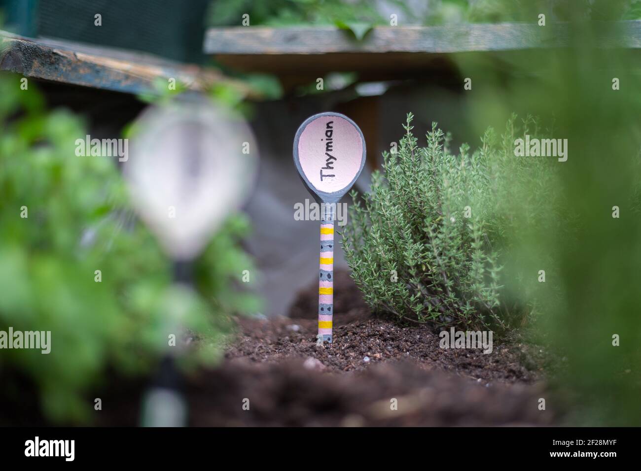 Urban Gardening: Anbau von leckeren Kräutern auf fruchtbarem Boden im eigenen Garten, Hochbett. Thymin Stockfoto