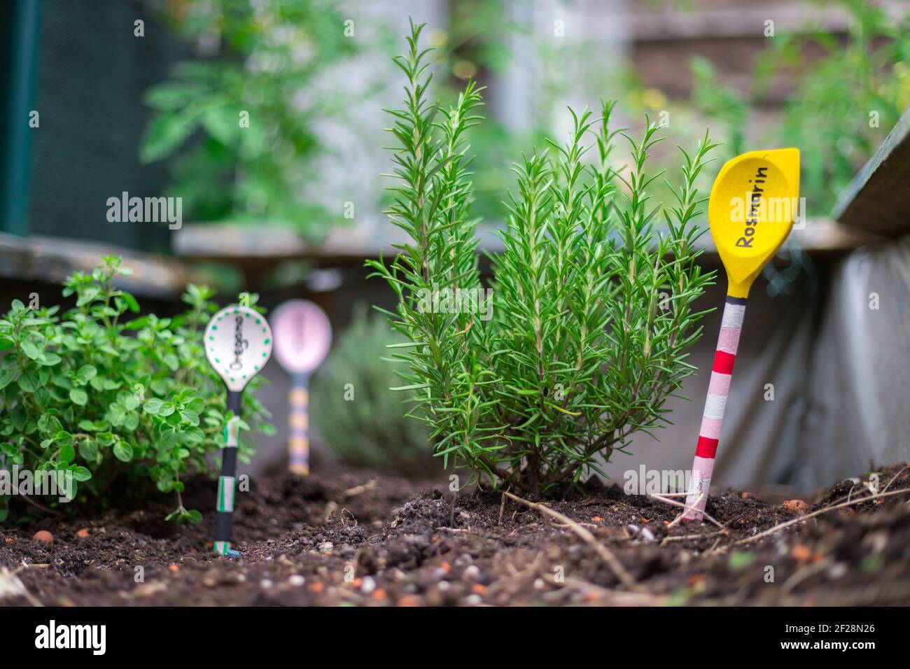 Urban Gardening: Anbau von leckeren Kräutern auf fruchtbarem Boden im eigenen Garten, Hochbett. Rosmarin Stockfoto