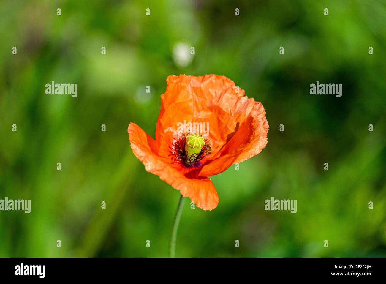 Die Art ist Hermaphrodite, Papaver dubium, Langkopfmohn, Blindeyes Blume Stockfoto