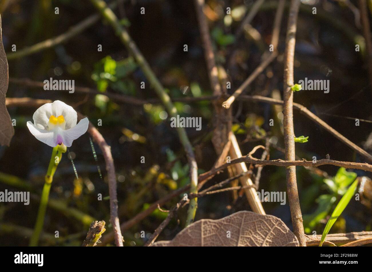 Brasilianische Wildblume: Die weiße Blume der seltenen fleischfressenden Pflanze Utricularia poconensis im natürlichen Lebensraum im Pantanal, Mato Grosso, Brasilien Stockfoto