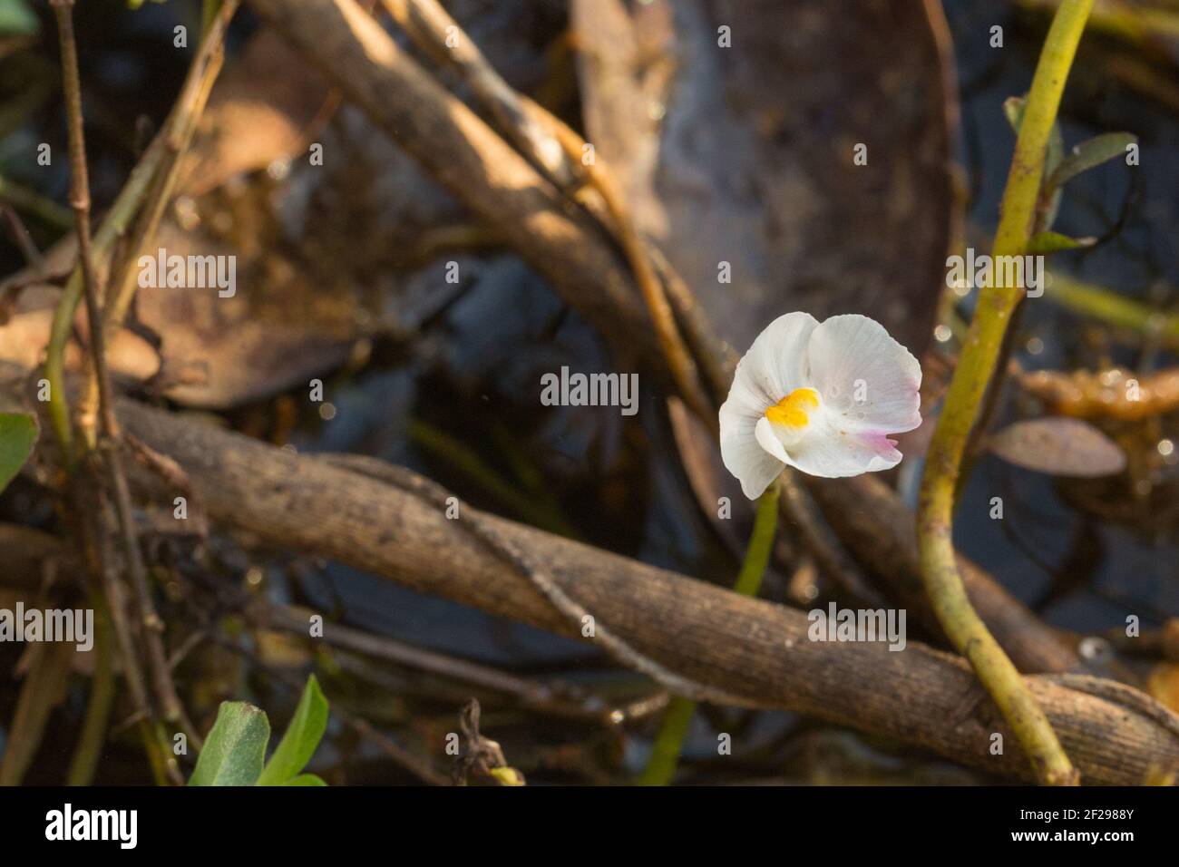 Weiße Blume des BladderwürzeUtricularia poconensis im Pantanal in Mato Grosso, Brasilien Stockfoto