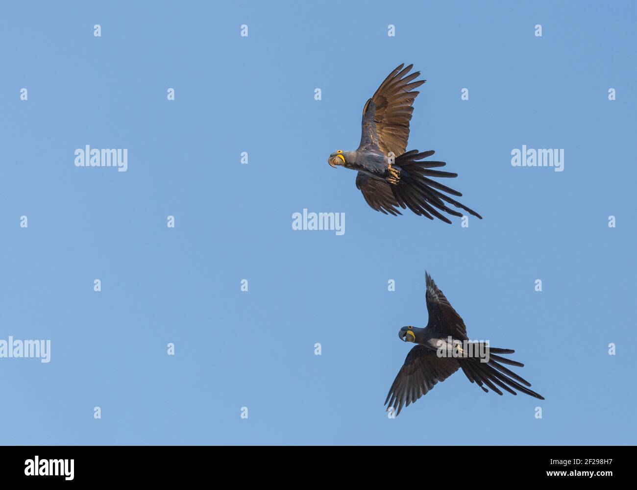 Zwei fliegende Hyazintharas im Pantanal in Mato Grosso, Brasilien Stockfoto