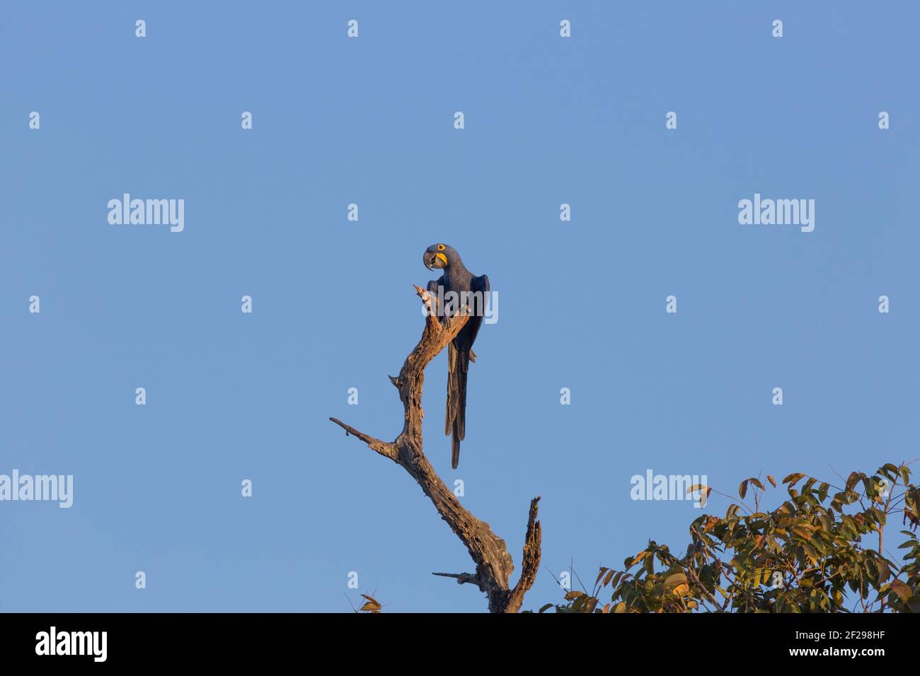 Gefährdete Art: Ein Hyazinthara (Anodorhynchus hyacinthus) auf einem Baum im Pantanal in Mato Grosso, Brasilien Stockfoto