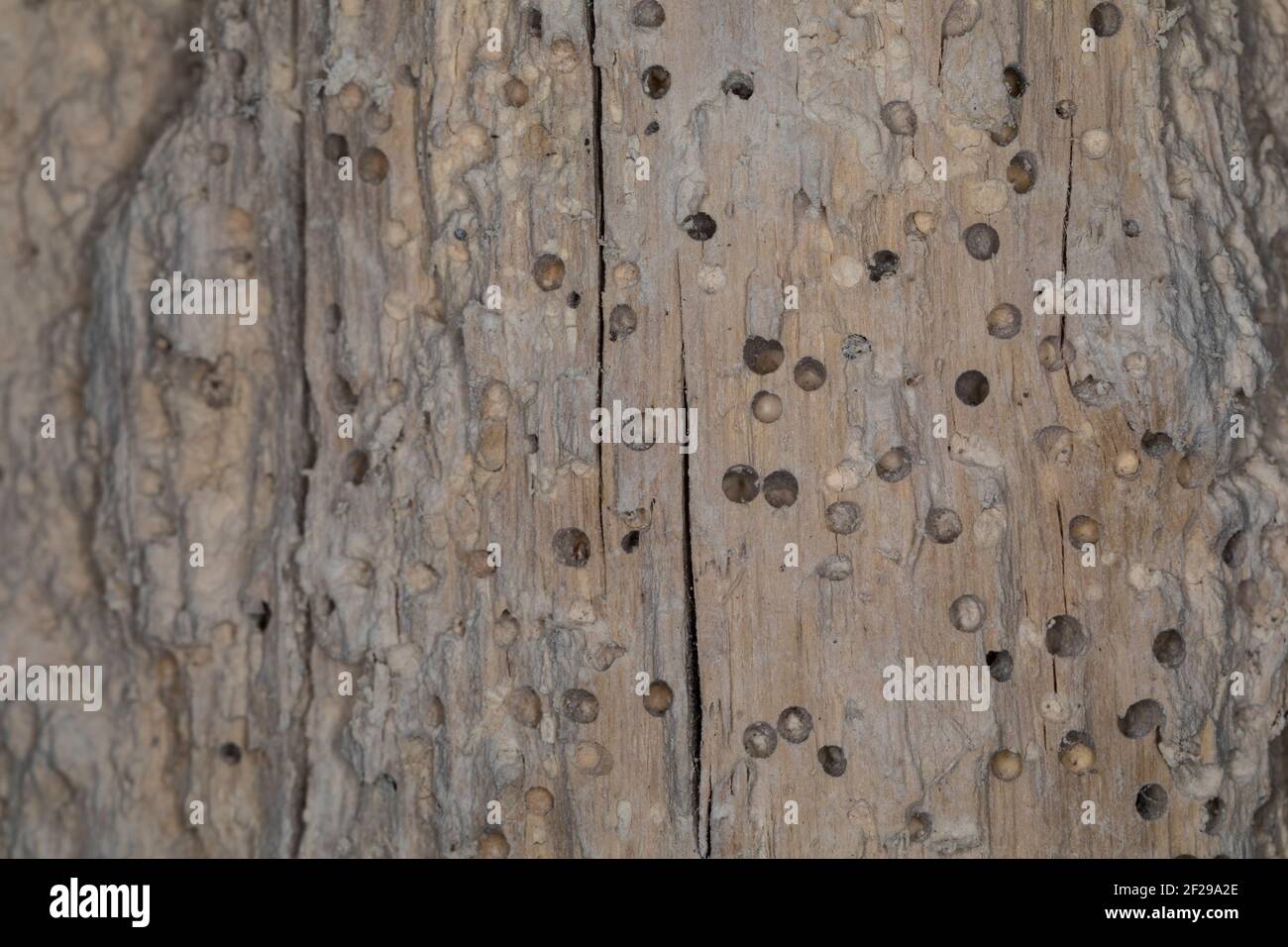 Käfer-Fraßgänge in altem, morschem Holz, Locher durch Käfer fraß Stockfoto