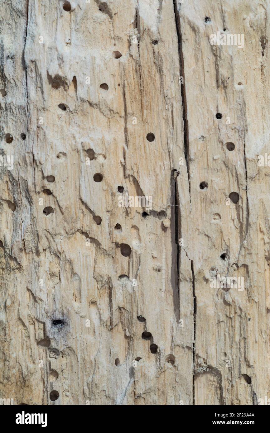 Käfer-Fraßgänge in altem, morschem Holz, Locher durch Käfer fraß Stockfoto