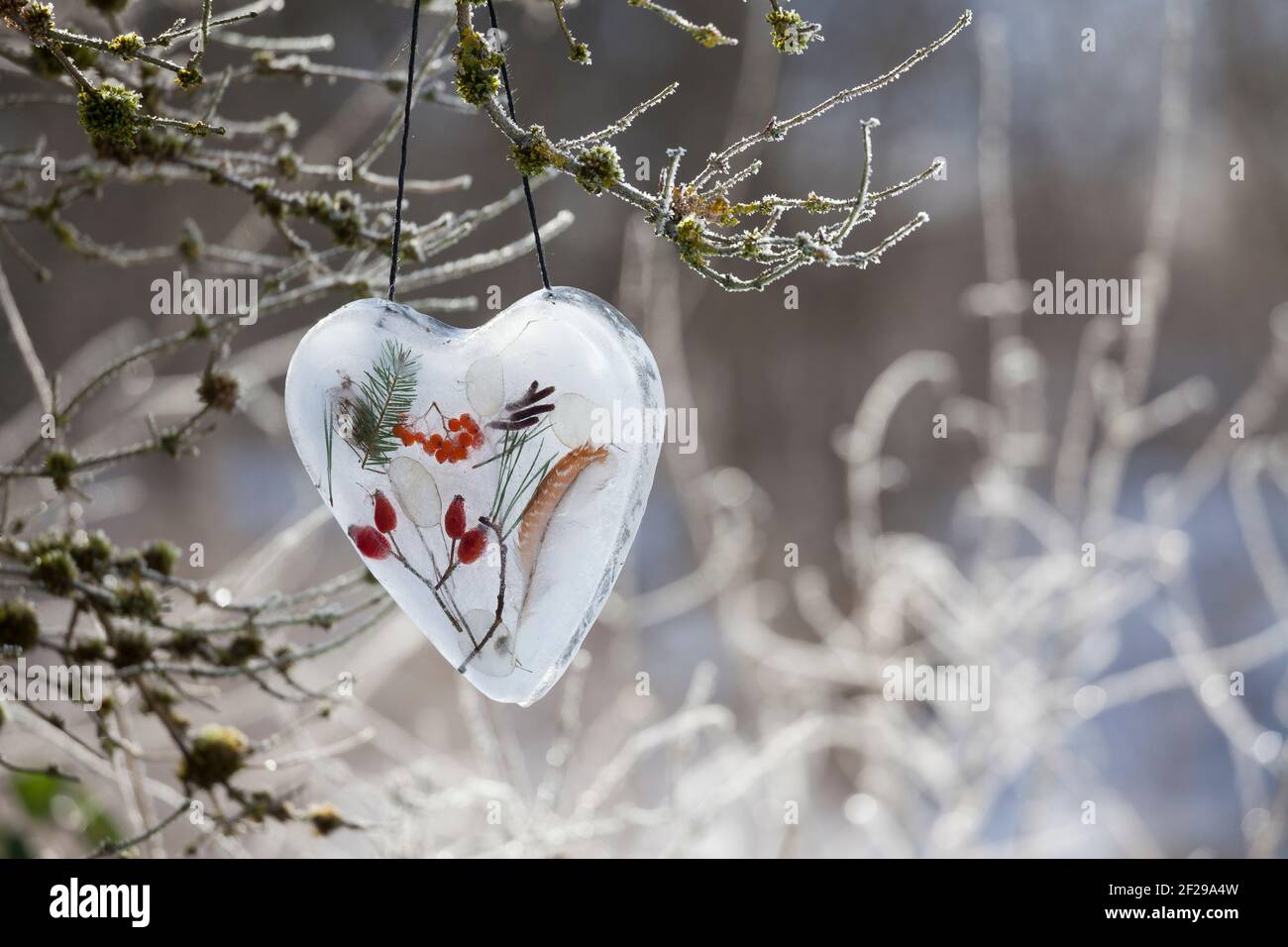 Eisherz, Eis-Herz, Herz aus Eis mit eingeschlossenen Naturmaterialien wie Hagebutten, Zweigen, Feder, Vogelbeeren, Silberblatt, Bastelei, Wasser wird Stockfoto