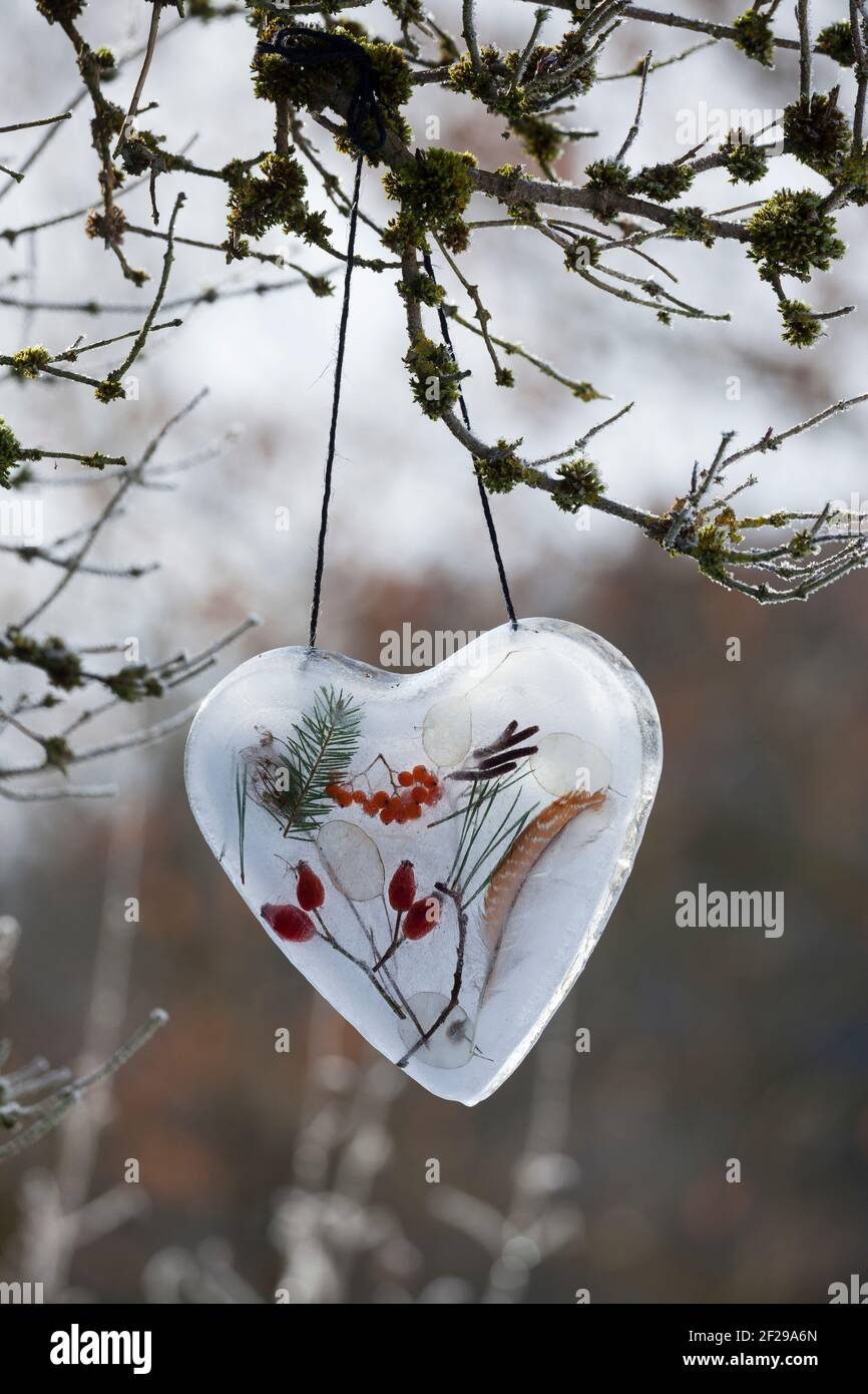 Eisherz, Eis-Herz, Herz aus Eis mit eingeschlossenen Naturmaterialien wie Hagebutten, Zweigen, Feder, Vogelbeeren, Silberblatt, Bastelei, Wasser wird Stockfoto