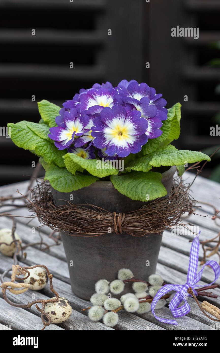 Lila und weiße Primrose in Terrakotta-Topf als rustikalen Frühling Dekoration Stockfoto