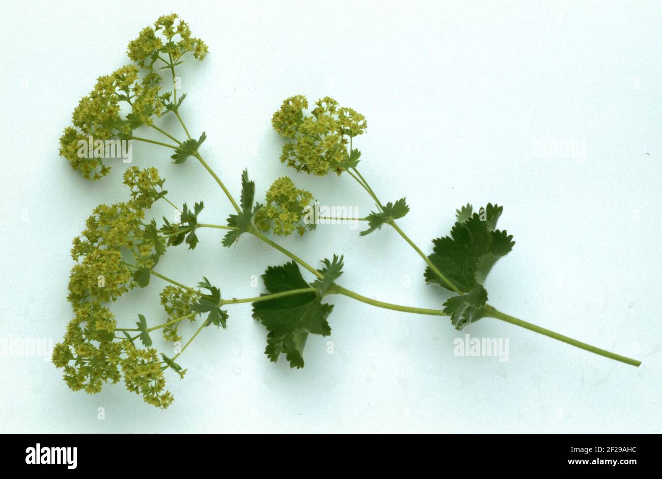 Spitzgelappter Frauenmantel, Alchemilla vulgaris, auch gemeiner Frauenmantel oder gemeiner Frauenmantel, die positive heilende Wirkung des Frauenmantels auf t Stockfoto