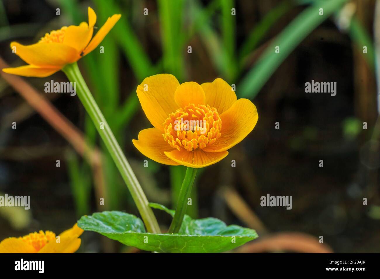 Zwei offene Blüten der Ringelblume. Detail eines Körpers aus Wasser. Blütenstiel mit herzförmigen Blättern. Pollen auf den Stollen der gelben Blüten Stockfoto