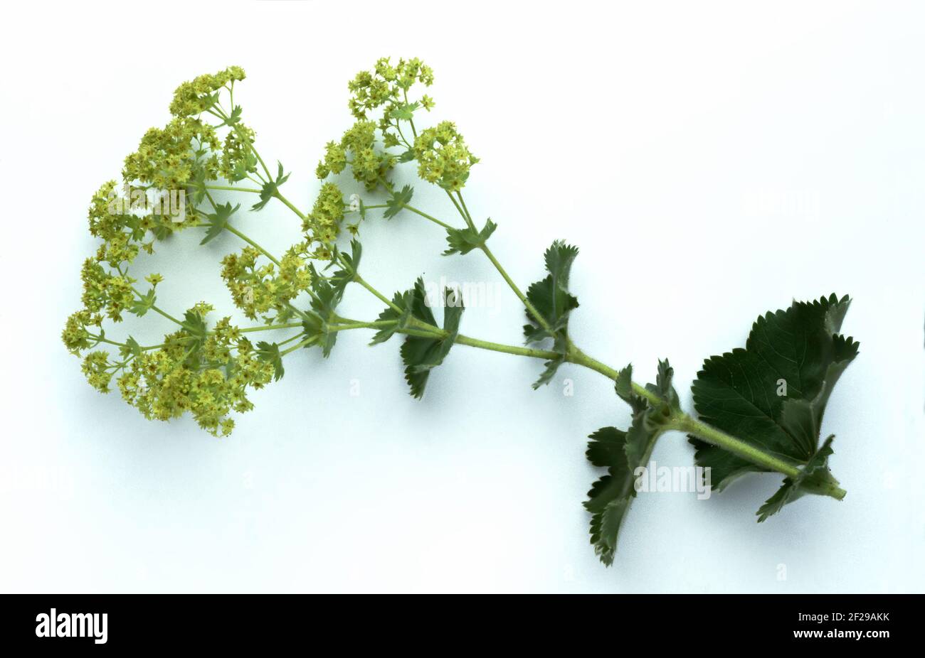 Spitzgelappter Frauenmantel, Alchemilla vulgaris, auch gemeiner Frauenmantel oder gemeiner Frauenmantel, die positive heilende Wirkung des Frauenmantels auf t Stockfoto
