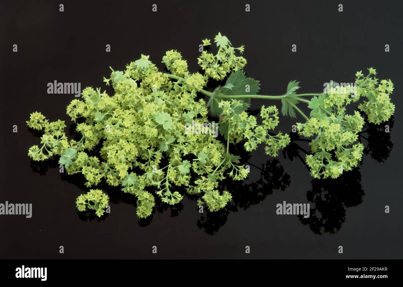 Spitzgelappter Frauenmantel, Alchemilla vulgaris, auch gemeiner Frauenmantel oder gemeiner Frauenmantel, die positive heilende Wirkung des Frauenmantels auf t Stockfoto
