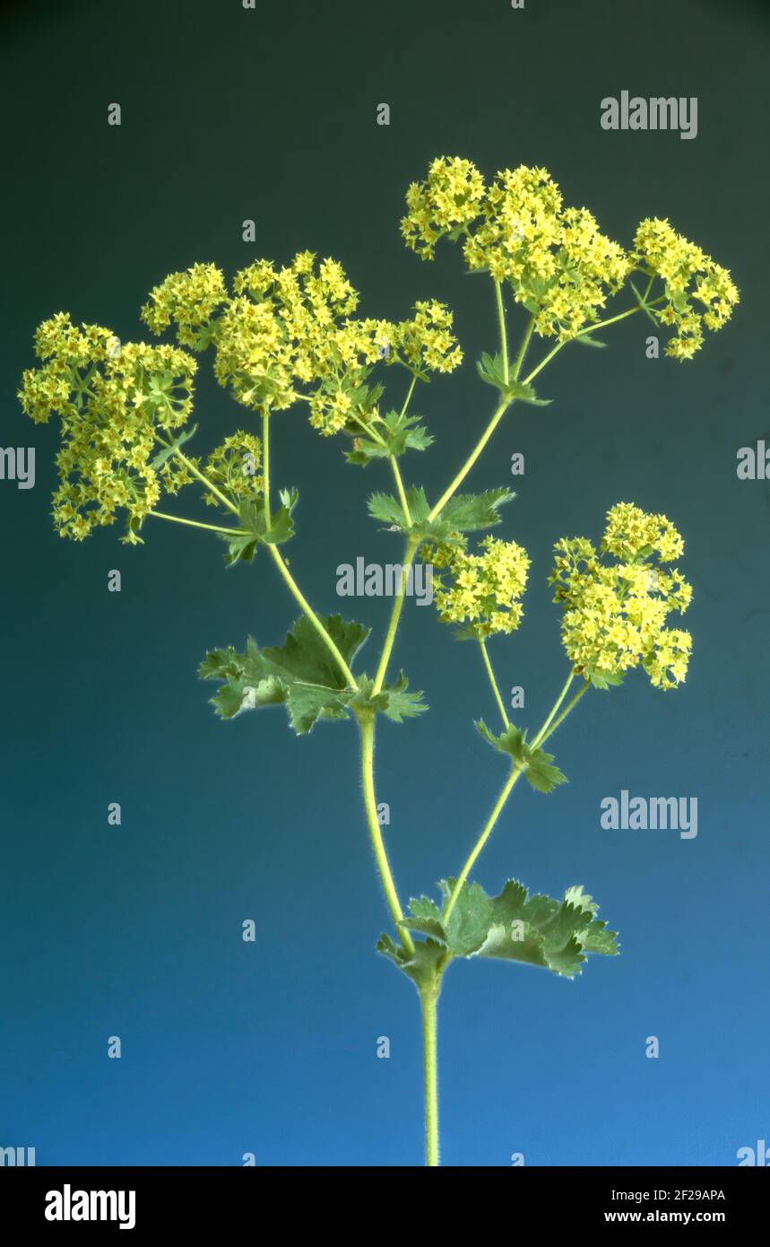 Spitzgelappter Frauenmantel, Alchemilla vulgaris, auch gemeiner Frauenmantel oder gemeiner Frauenmantel, die positive heilende Wirkung des Frauenmantels auf t Stockfoto