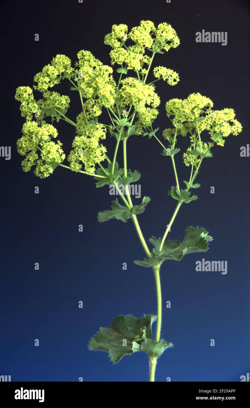 Spitzgelappter Frauenmantel, Alchemilla vulgaris, auch gemeiner Frauenmantel oder gemeiner Frauenmantel, die positive heilende Wirkung des Frauenmantels auf t Stockfoto