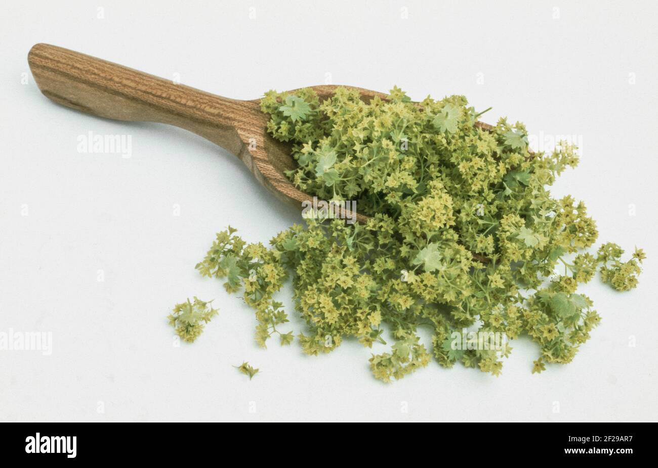 Spitzgelappter Frauenmantel, Alchemilla vulgaris, auch gemeiner Frauenmantel oder gemeiner Frauenmantel, die positive heilende Wirkung des Frauenmantels auf t Stockfoto