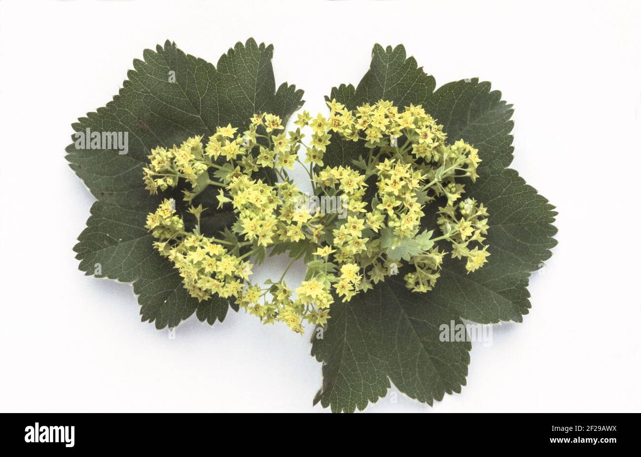 Spitzgelappter Frauenmantel, Alchemilla vulgaris, auch gemeiner Frauenmantel oder gemeiner Frauenmantel, die positive heilende Wirkung des Frauenmantels auf t Stockfoto