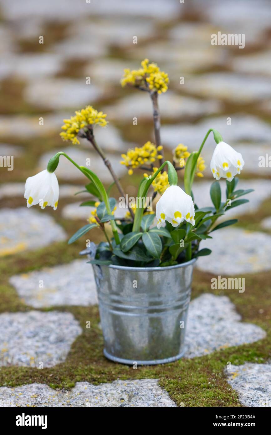 Bouquet von Schneeflocken und Kornelkirsche in Zinktopf AS Frühlingsdekoration Stockfoto