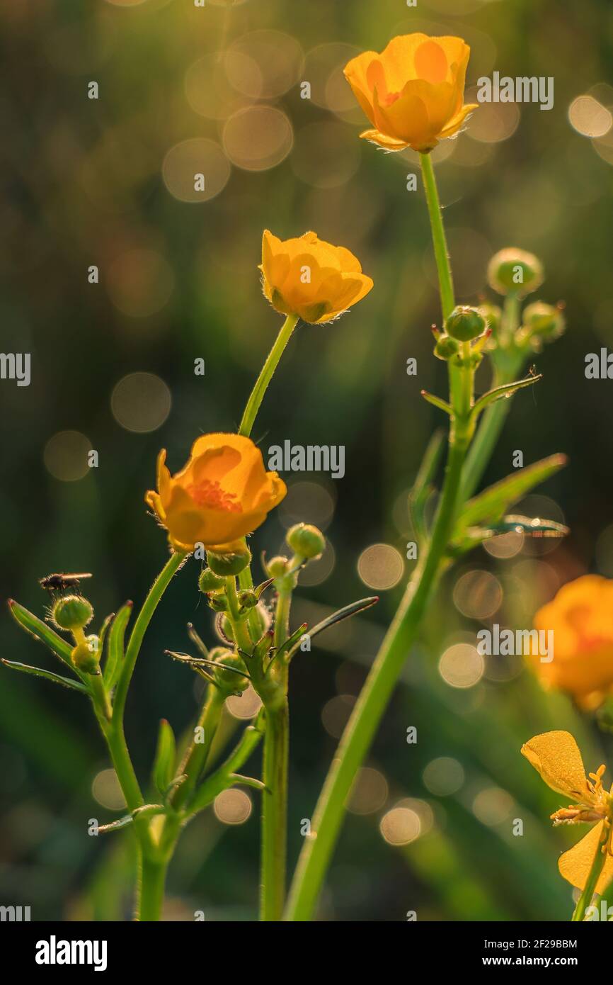 Gelbe Blüten vom scharfen Butterblume. Sonnenschein im Hintergrund. Fliegen Sie auf einem Blütenstiel mit grünen Blättern. Verschwommener Hintergrund mit Morgentau und r Stockfoto