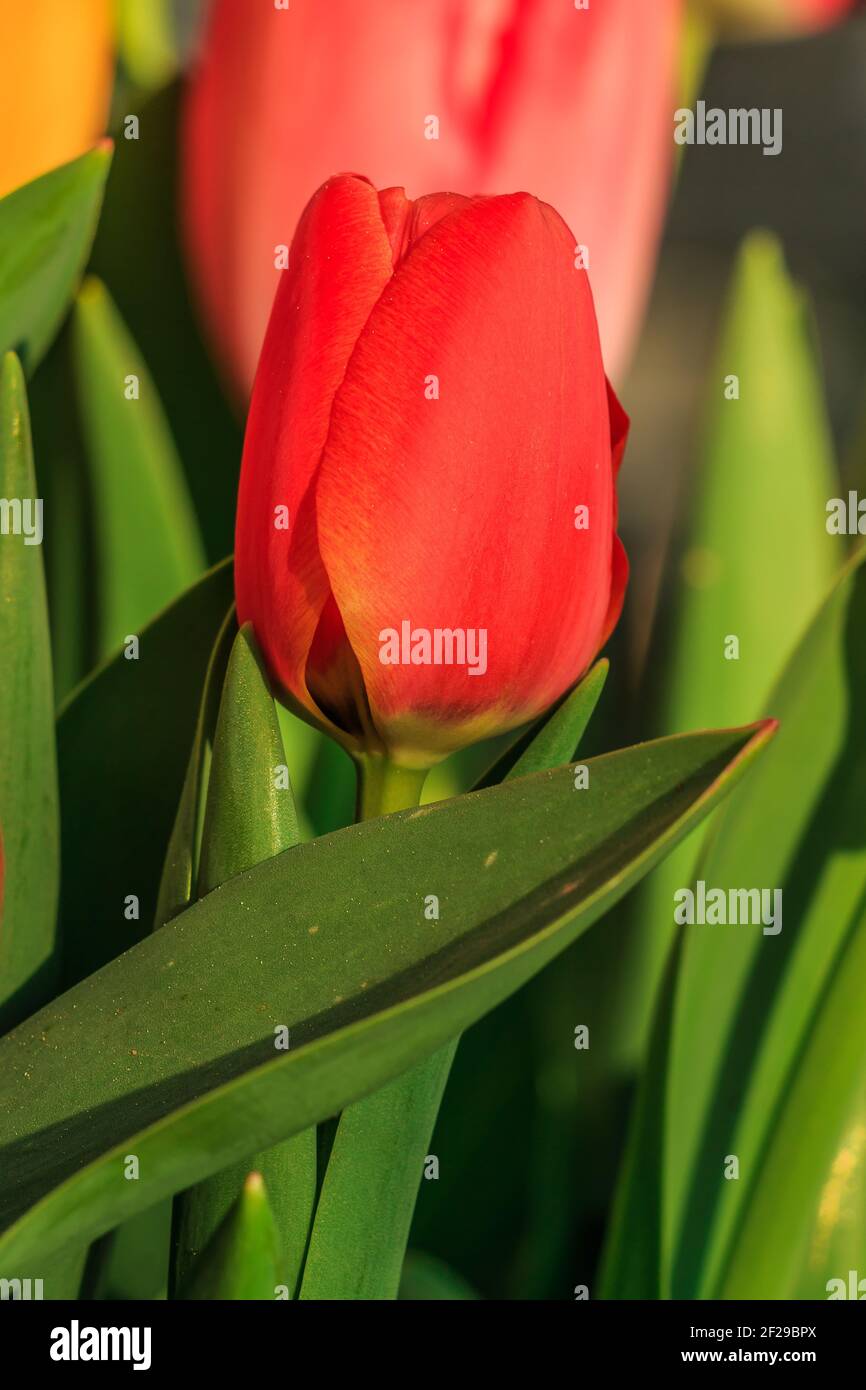Rote Tulpe mit dominantem grünen Blatt. Blume mit Blütenblättern im Detail in Sonnenschein. Blumen mit grünen Blütenstielen und Blättern im Frühlingsmorgen. Blumen Stockfoto
