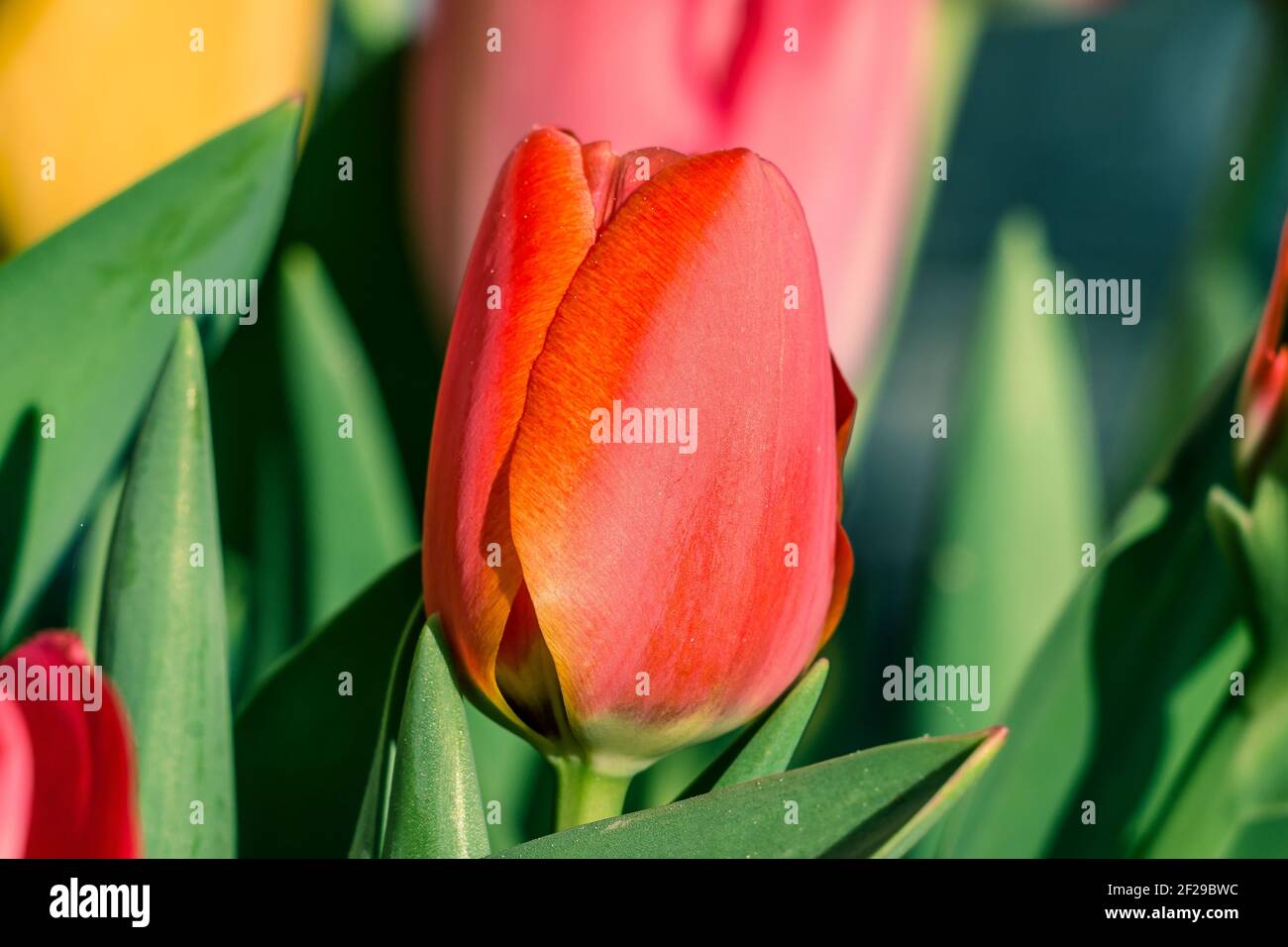 Rote geschlossene Blume einer Tulpe im Detail in den Morgen bei Sonnenschein. Gelbe und orange Tönungen auf dem Rand der Blütenblätter. Grüne Blütenblätter und mehr Blumen Stockfoto