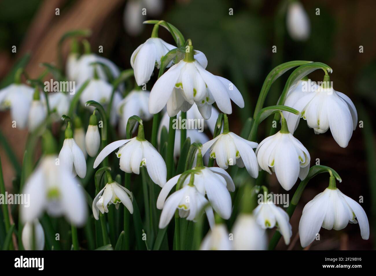 Gefüllte Schneeglöckchen Flore Pleno Makro galanthus nivalis Stockfoto