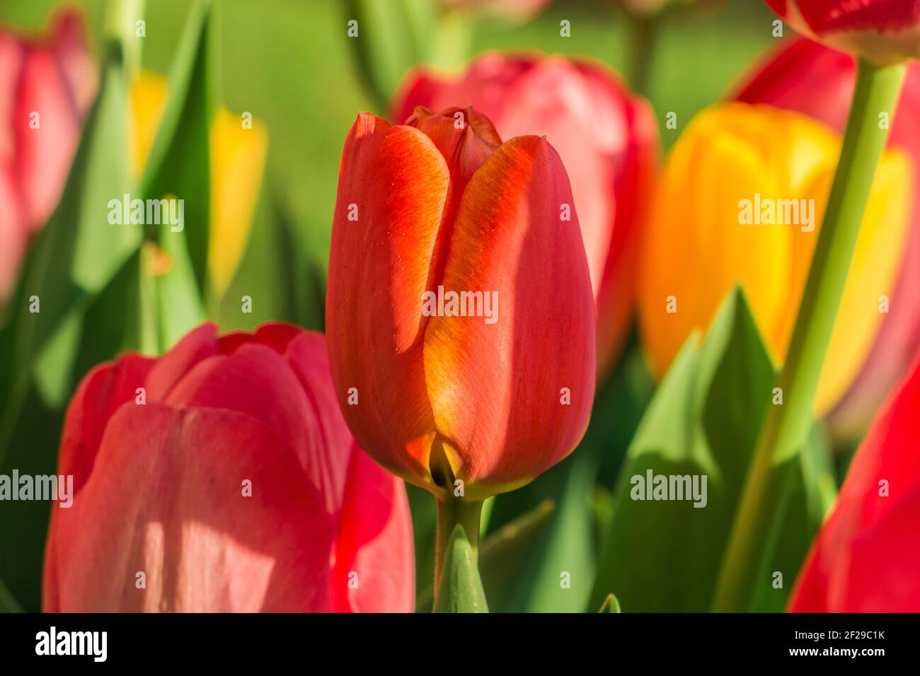 Blüte einer Tulpe im Sonnenschein. Gelb-rote und orange Farben der Blütenblätter. Grüne Blütenstände und Blätter. Detailaufnahme von mehreren Blumen Stockfoto