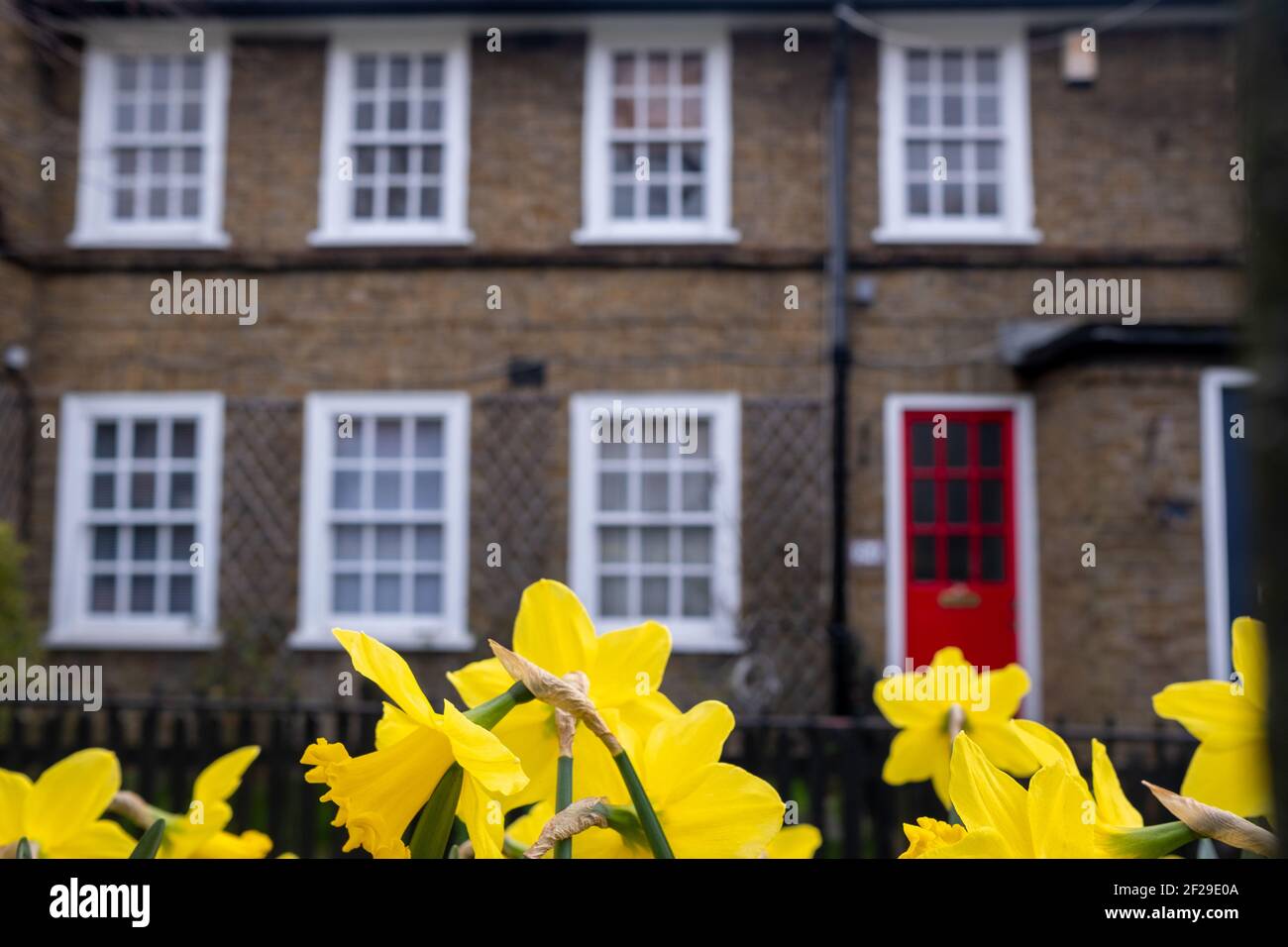 Frühling Narzissen vor der Reihe der britischen Reihenhäuser Stockfoto