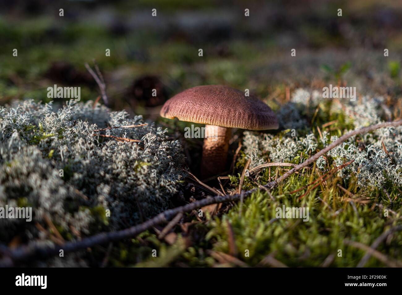 Lactarius Rufus. Rufous milkcap, oder das rote heiße Milch cap essbaren wilden Pilzen. Braun Pilz, natürliche Umwelt Hintergrund Stockfoto