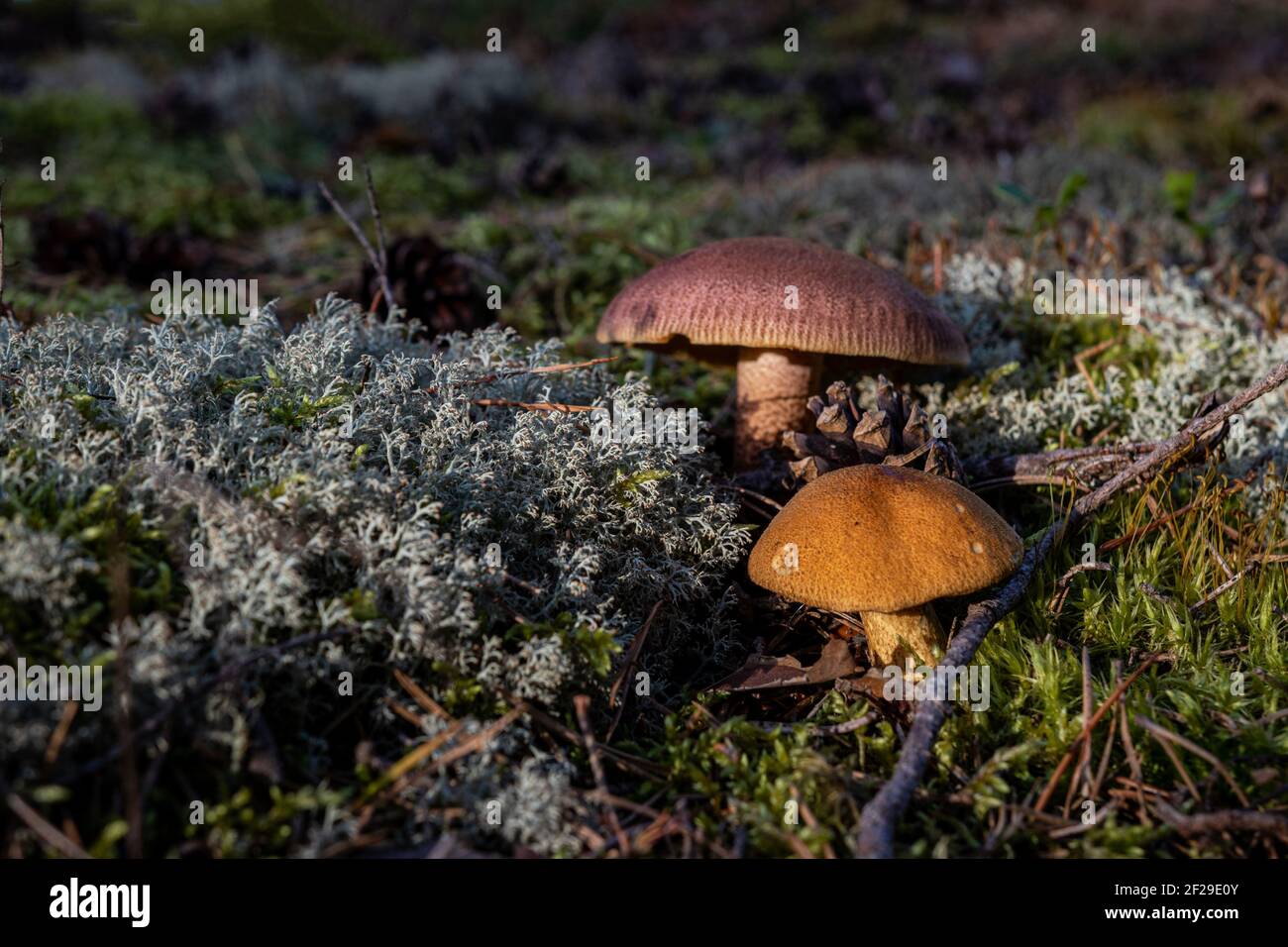 Lactarius Rufus. Rufous milkcap, oder das rote heiße Milch cap essbaren wilden Pilzen. Braun Pilz, natürliche Umwelt Hintergrund Stockfoto
