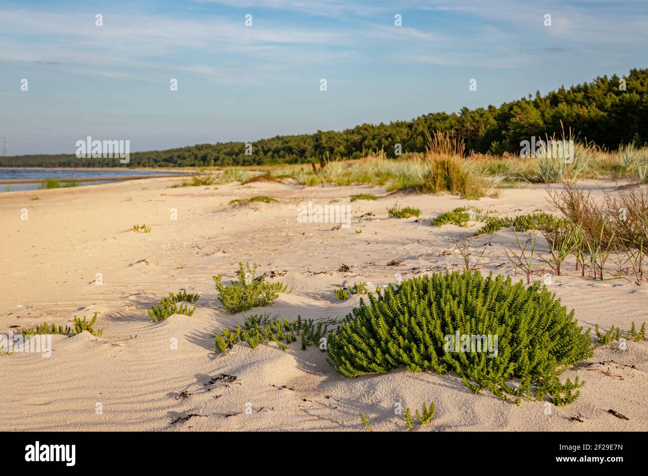 Dünengras an einem Sandstrand Ostsee Rigaer Golf Am sonnigen Abend Stockfoto