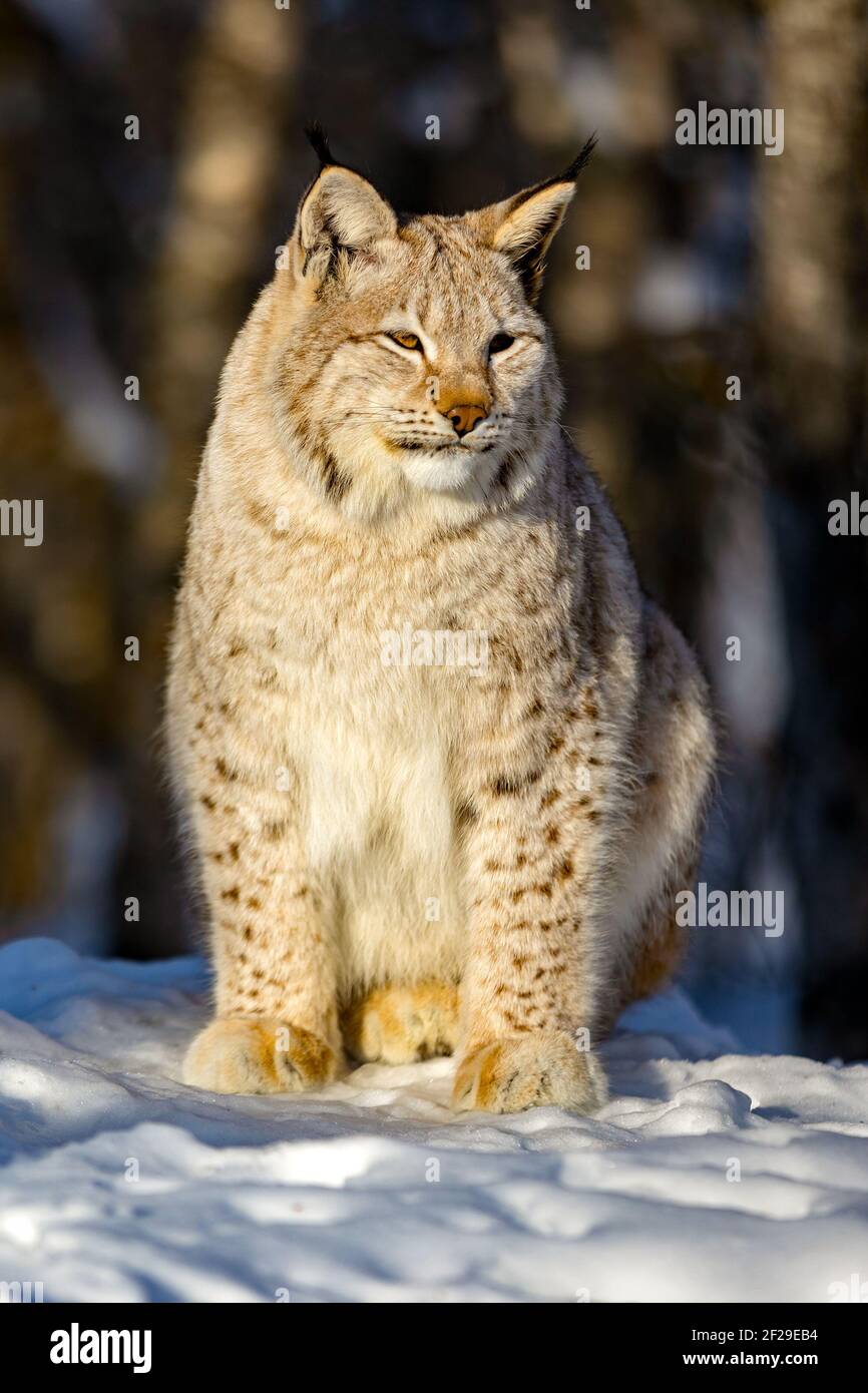 Eurasischer Luchs auf Schnee, während er wegschaut Stockfoto