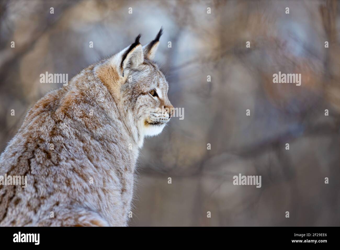 Nahaufnahme der wachsam braunen pelzigen wilden Katze, die wegschaut Stockfoto