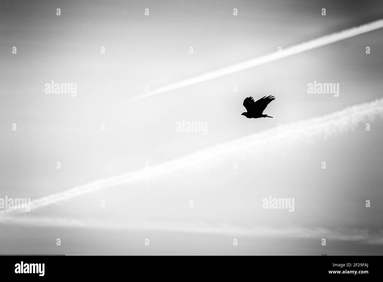Vogel im Flug, Foto als Hintergrund Stockfoto