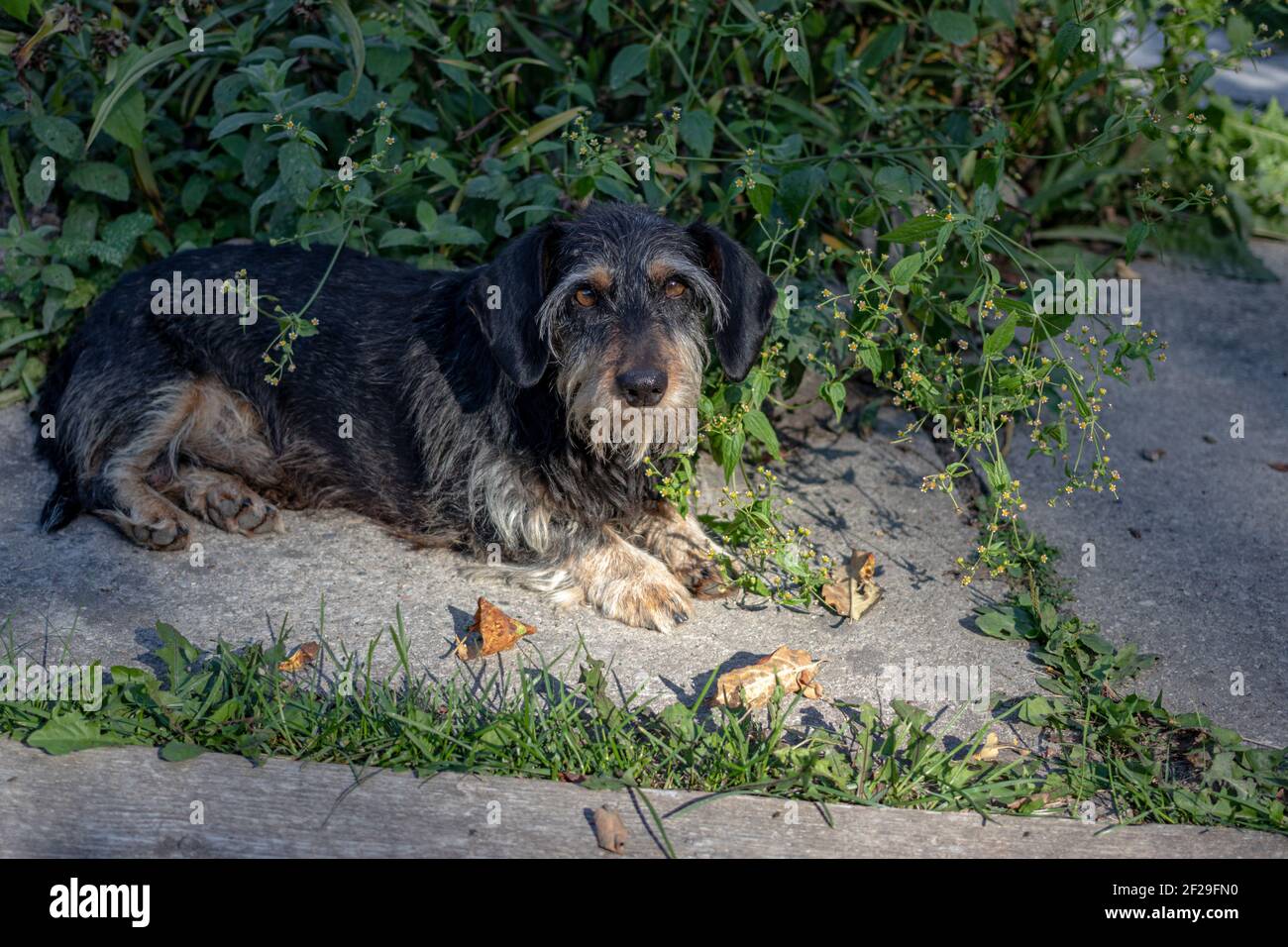 Der drahthaarige Dackel-Jagdhund wird als Wiener Hund oder Wursthund bezeichnet. Portrait beim Schlafen und Posen auf dem grünen Park Fußpfad Stockfoto