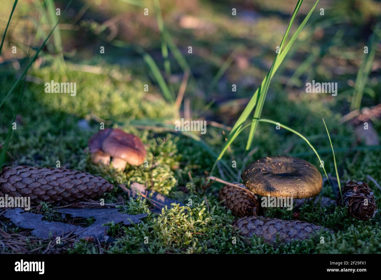 Lactarius Rufus. Rufous milkcap, oder das rote heiße Milch cap essbaren wilden Pilzen. Braun Pilz, natürliche Umwelt Hintergrund Stockfoto