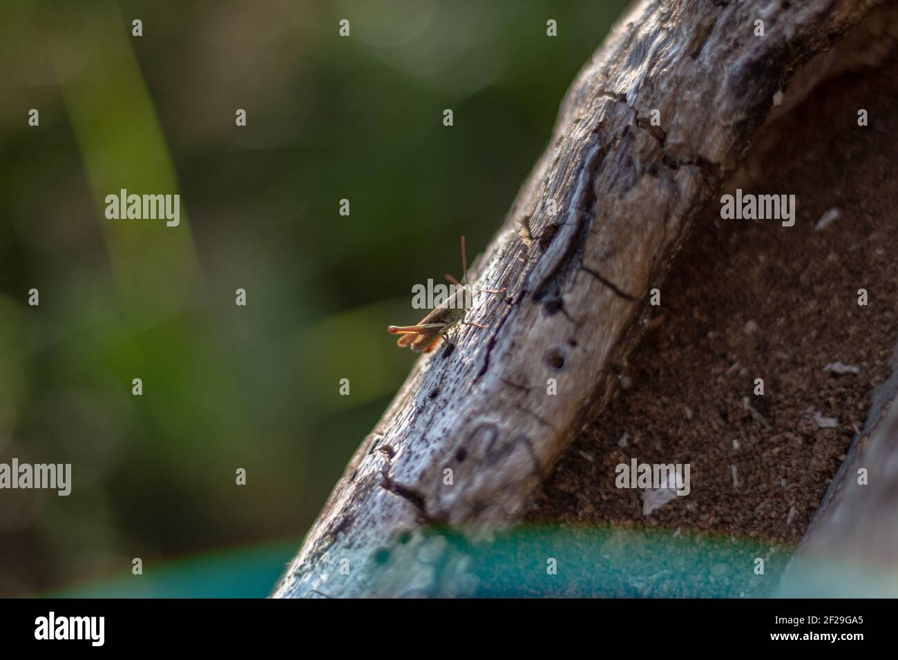 Speichern Download Preview EINE Nahaufnahme einer Heuschrecke auf einem alten gesprungenen Holzbalken. Stockfoto