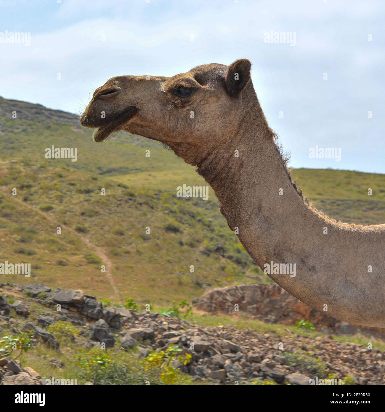 Kamelwanderung durch sonnige Wüste. Stockfoto