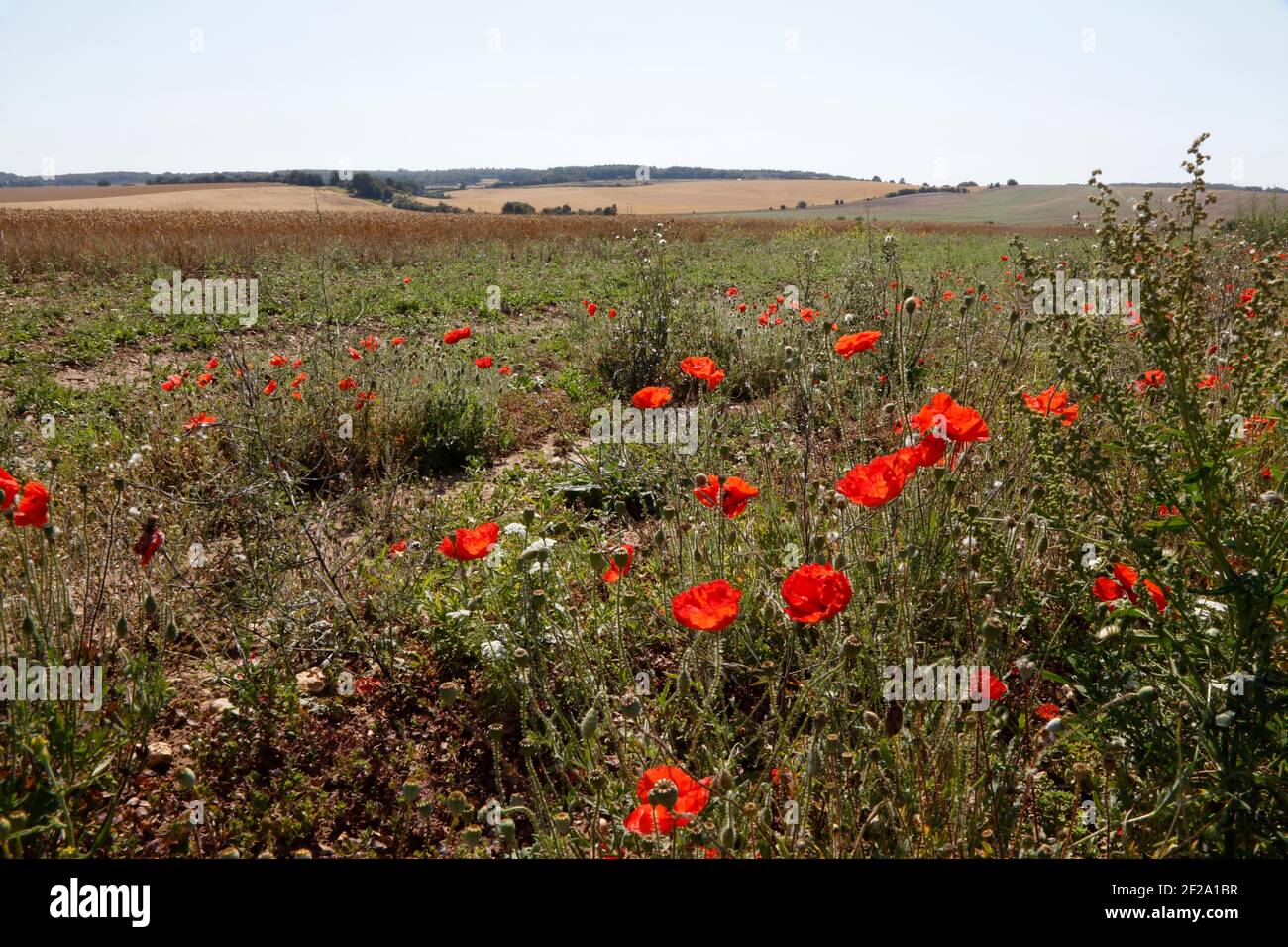 Mohnblumen in einem Kornfeld in der Nähe von South Stoke, Oxfordshire, England, Großbritannien Stockfoto