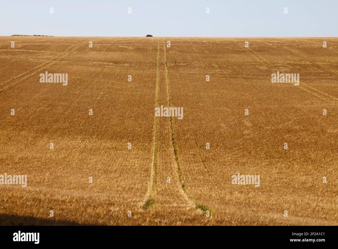 Cornfield in South Stoke, Oxfordshire, England, Großbritannien Stockfoto