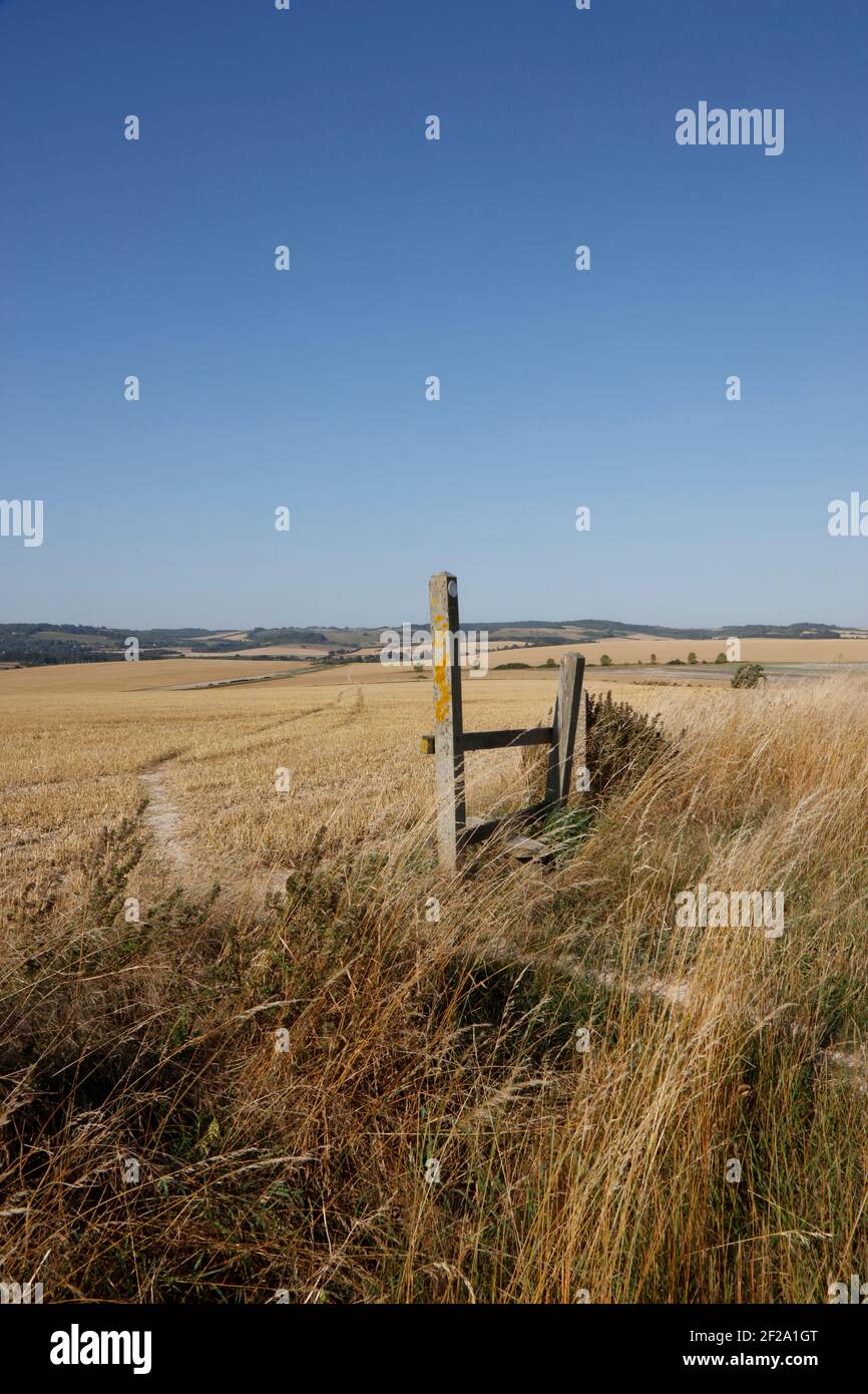 Öffentlicher Fußweg durch die Kornfelder bei South Stoke, Oxfordshire, England, Großbritannien Stockfoto