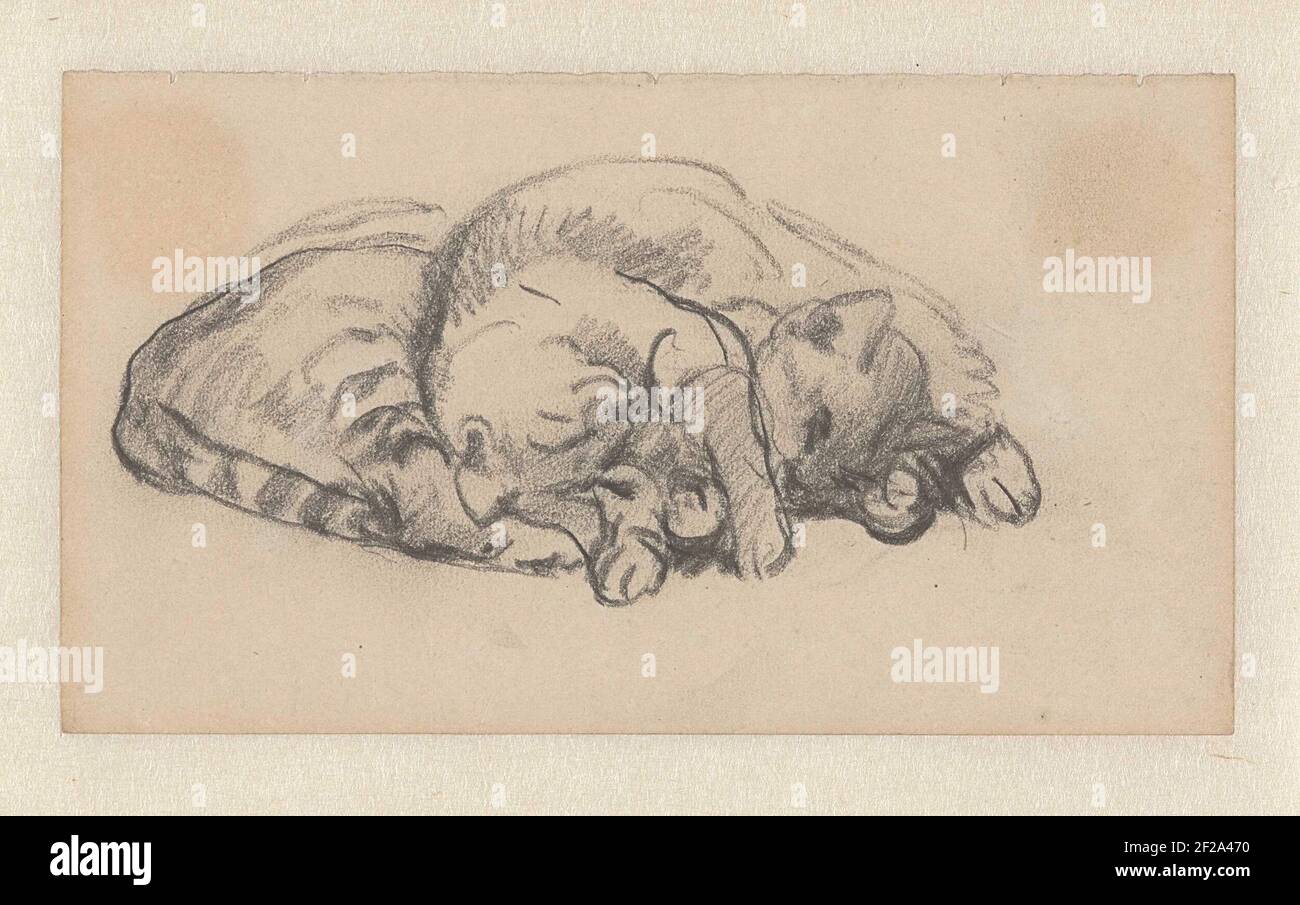 Zwei faszinierende Katzen .. Stockfoto