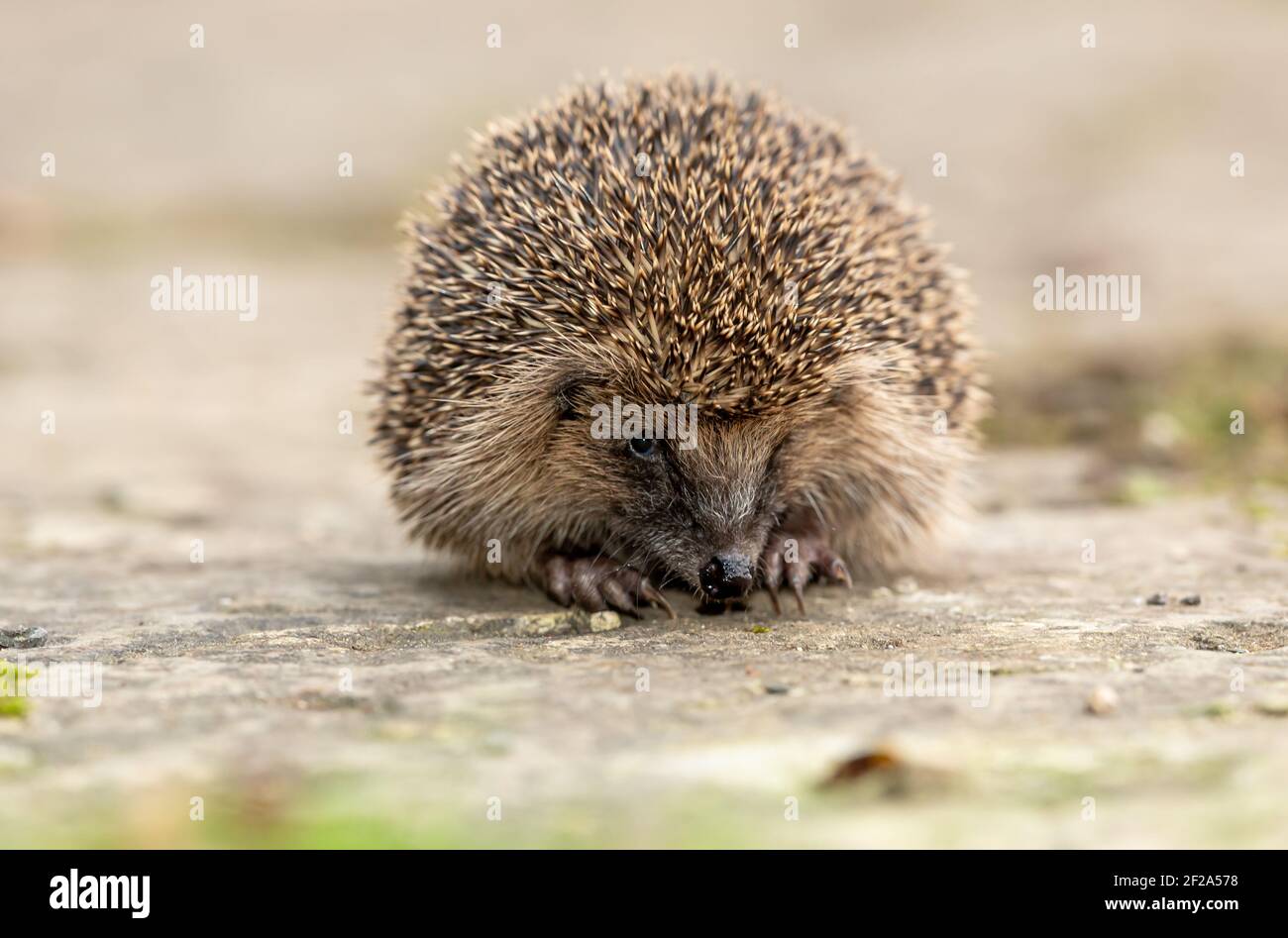 Nahaufnahme eines wilden, einheimischen, europäischen Igels, der nach vorne zeigt. Wissenschaftlicher Name: Erinaceus Europaeus. Platz für Kopie. Keine Personen. Horizontal. Stockfoto