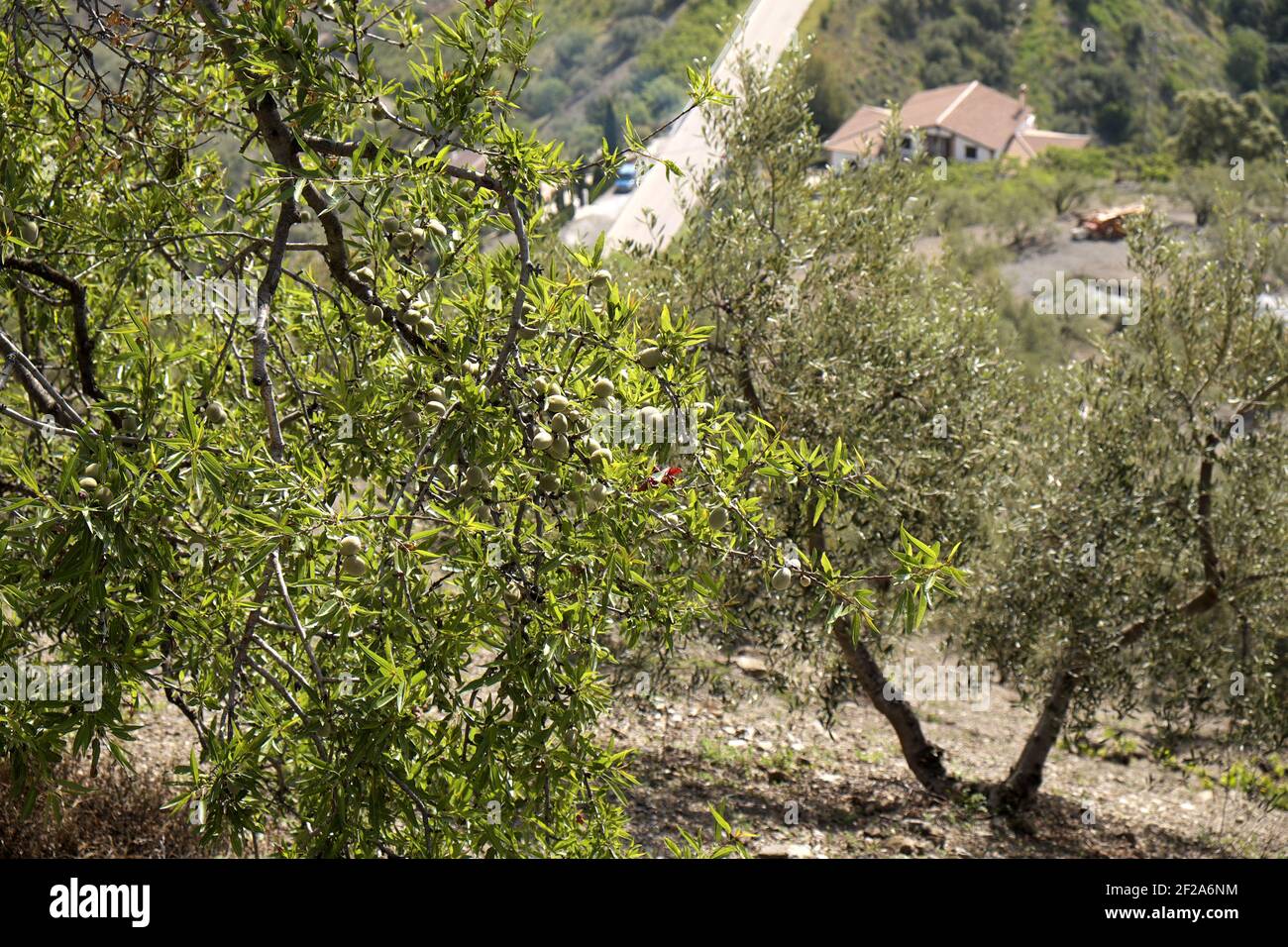 Mandelbäume (prunus amygdalus) und Olivenbäume (Olea europaea), Andalusien, Spanien. Stockfoto