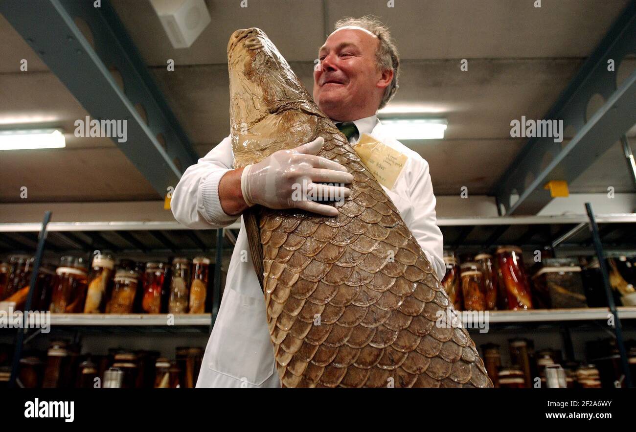 Fischkurator im neuen Charles Darwin Flügel des Natural History Museum, hält eine erhaltene Arapaima, die der größte Süßwasserfisch bekannt ist scientists,24 September 2002 Foto Andy Paradise Stockfoto