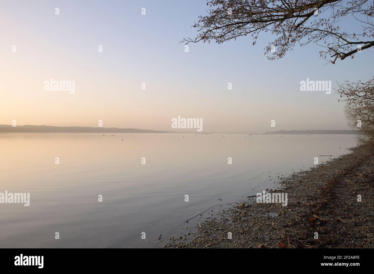 Enten und andere Wasservögel auf der spiegelnden Wasseroberfläche des Starnberger Sees bei Sonnenaufgang, Bayern, Deutschland Stockfoto