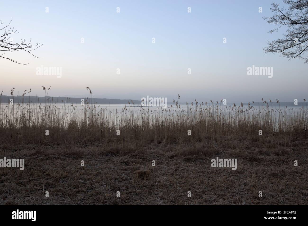 Schilf am Ufer des Starnberger Sees im Morgengrauen, Bayern, Deutschland Stockfoto